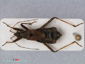  (Himacerus apterus - RMNH.INS.544909)  @14 [ ] CreativeCommons - Attribution Non-Commercial Share-Alike (2013) Unspecified Naturalis Biodiversity Center