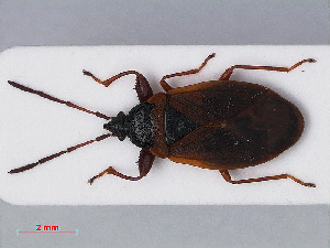  (Gastrodes grossipes - RMNH.INS.544914)  @13 [ ] CreativeCommons - Attribution Non-Commercial Share-Alike (2013) Unspecified Naturalis Biodiversity Center