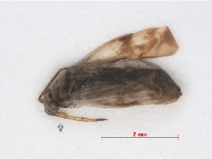  (Monosynamma sabulicola - RMNH.INS.544936)  @12 [ ] CreativeCommons - Attribution Non-Commercial Share-Alike (2013) Unspecified Naturalis Biodiversity Center