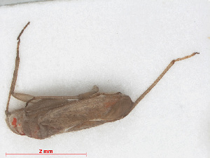  (Orthotylus rubidus - RMNH.INS.545009)  @12 [ ] CreativeCommons - Attribution Non-Commercial Share-Alike (2013) Unspecified Naturalis Biodiversity Center