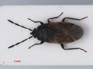  (Drymus sylvaticus - RMNH.INS.545027)  @14 [ ] CreativeCommons - Attribution Non-Commercial Share-Alike (2013) Unspecified Naturalis Biodiversity Center