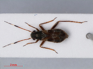  ( - RMNH.INS.545036)  @11 [ ] CreativeCommons - Attribution Non-Commercial Share-Alike (2013) Unspecified Naturalis Biodiversity Center