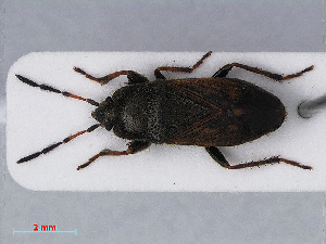  ( - RMNH.INS.545080)  @13 [ ] CreativeCommons - Attribution Non-Commercial Share-Alike (2013) Unspecified Naturalis Biodiversity Center