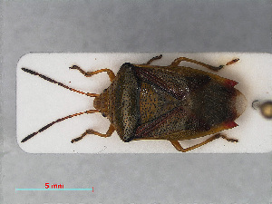  ( - RMNH.INS.545096)  @13 [ ] CreativeCommons - Attribution Non-Commercial Share-Alike (2013) Unspecified Naturalis Biodiversity Center