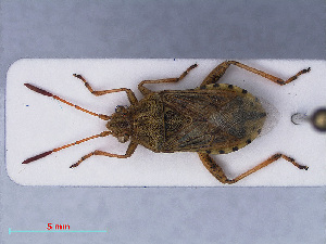  (Stictopleurus abutilon - RMNH.INS.545158)  @13 [ ] CreativeCommons - Attribution Non-Commercial Share-Alike (2013) Unspecified Naturalis Biodiversity Center