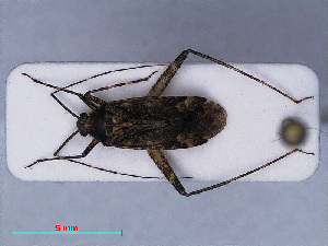  (Phytocoris dimidiatus - RMNH.INS.545165)  @12 [ ] CreativeCommons - Attribution Non-Commercial Share-Alike (2013) Unspecified Naturalis Biodiversity Center
