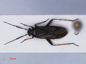  ( - RMNH.INS.545177)  @11 [ ] CreativeCommons - Attribution Non-Commercial Share-Alike (2013) Unspecified Naturalis Biodiversity Center