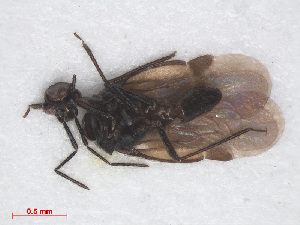  (Myrmedobia coleoptrata - RMNH.INS.552854)  @12 [ ] CreativeCommons - Attribution Non-Commercial Share-Alike (2013) Unspecified Naturalis Biodiversity Center