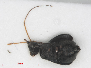  ( - RMNH.INS.552902)  @12 [ ] CreativeCommons - Attribution Non-Commercial Share-Alike (2013) Unspecified Naturalis Biodiversity Center