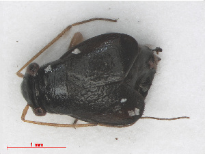  ( - RMNH.INS.552903)  @12 [ ] CreativeCommons - Attribution Non-Commercial Share-Alike (2013) Unspecified Naturalis Biodiversity Center