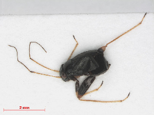  ( - RMNH.INS.552904)  @12 [ ] CreativeCommons - Attribution Non-Commercial Share-Alike (2013) Unspecified Naturalis Biodiversity Center