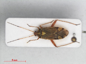  (Rhabdomiris striatellus - RMNH.INS.554202)  @13 [ ] CreativeCommons - Attribution Non-Commercial Share-Alike (2013) Unspecified Naturalis Biodiversity Center