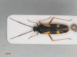  (Dryophilocoris flavoquadrimaculatus - RMNH.INS.554205)  @13 [ ] CreativeCommons - Attribution Non-Commercial Share-Alike (2013) Unspecified Naturalis Biodiversity Center