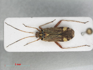  (Rhabdomiris striatellus - RMNH.INS.554239)  @13 [ ] CreativeCommons - Attribution Non-Commercial Share-Alike (2013) Unspecified Naturalis Biodiversity Center