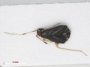  (Orthonotus - RMNH.INS.558208)  @12 [ ] CreativeCommons - Attribution Non-Commercial Share-Alike (2013) Unspecified Naturalis Biodiversity Center