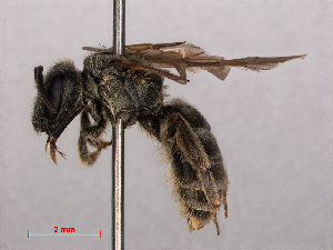  ( - RMNH.INS.545536)  @12 [ ] CreativeCommons - Attribution Non-Commercial Share-Alike (2013) Unspecified Naturalis Biodiversity Center