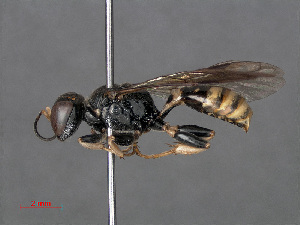  (Crossocerus binotatus - RMNH.INS.547325)  @15 [ ] CreativeCommons - Attribution Non-Commercial Share-Alike (2013) Unspecified Naturalis Biodiversity Center