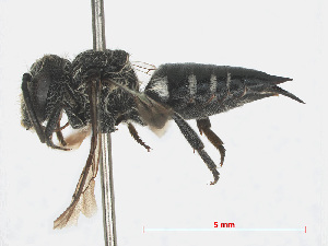  ( - RMNH.INS.553035)  @11 [ ] CreativeCommons - Attribution Non-Commercial Share-Alike (2013) Unspecified Naturalis Biodiversity Center