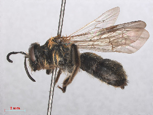  (Andrena praecox - RMNH.INS.553095)  @14 [ ] CreativeCommons - Attribution Non-Commercial Share-Alike (2013) Unspecified Naturalis Biodiversity Center