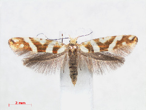  (Argyresthia goedartella - RMNH.INS.538497)  @15 [ ] CreativeCommons - Attribution Non-Commercial Share-Alike (2012) Unspecified Naturalis, Biodiversity Centre