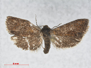  ( - RMNH.INS.538583)  @12 [ ] CreativeCommons - Attribution Non-Commercial Share-Alike (2014) Unspecified Naturalis, Biodiversity Centre