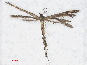  ( - RMNH.INS.538602)  @12 [ ] CreativeCommons - Attribution Non-Commercial Share-Alike (2014) Unspecified Naturalis, Biodiversity Centre