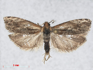  ( - RMNH.INS.538636)  @13 [ ] CreativeCommons - Attribution Non-Commercial Share-Alike (2014) Unspecified Naturalis, Biodiversity Centre