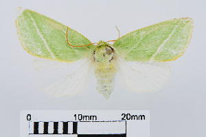  ( - RMNH.INS.538833)  @13 [ ] Unspecified (default): All Rights Reserved  Unspecified Unspecified