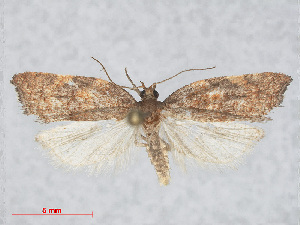  (Acleris rhombana - RMNH.INS.539100)  @14 [ ] CreativeCommons - Attribution Non-Commercial Share-Alike (2014) Unspecified Naturalis, Biodiversity Centre