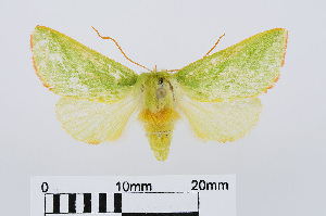  ( - RMNH.INS.540618)  @13 [ ] Unspecified (default): All Rights Reserved  Unspecified Unspecified