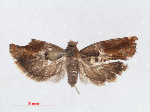  ( - RMNH.INS.540850)  @12 [ ] Unspecified (default): All Rights Reserved  Unspecified Unspecified