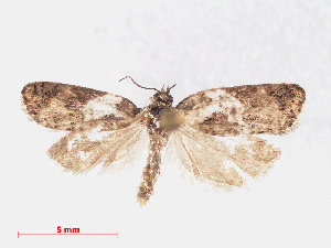  ( - RMNH.INS.540973)  @13 [ ] Unspecified (default): All Rights Reserved  Unspecified Unspecified