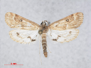  ( - RMNH.INS.544366)  @12 [ ] CreativeCommons - Attribution Non-Commercial Share-Alike (2014) Unspecified Naturalis, Biodiversity Centre