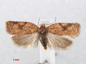  (Acleris ferrugana - RMNH.INS.538656)  @14 [ ] Unspecified (default): All Rights Reserved  Unspecified Unspecified