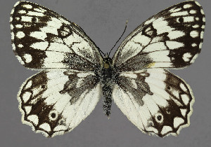  (Melanargia larissa - KBE 2018544)  @15 [ ] CreativeCommons - Attribution Non-Commercial Share-Alike (2019) Unspecified University of Oslo, Natural History Museum