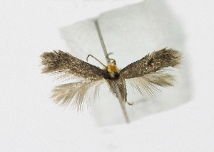  ( - KBE 2019242)  @11 [ ] Creative Commons  Attribution Non-Commercial Share-Alike (2019) Kai Berggren NTNU University Museum, Department of Natural History