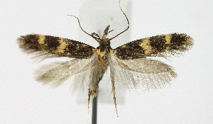  ( - KBE 2019312)  @11 [ ] Creative Commons  Attribution Non-Commercial Share-Alike (2019) Kai Berggren NTNU University Museum, Department of Natural History