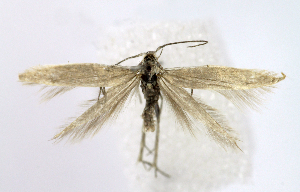  ( - KBE 2024051)  @11 [ ] Creative Commons  Attribution Non-Commercial Share-Alike (2024) Kai Berggren NTNU University Museum, Department of Natural History