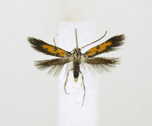  ( - NHMO 2018044)  @11 [ ] Copyright (2019) Leif Aarvik University of Oslo, Natural History Museum