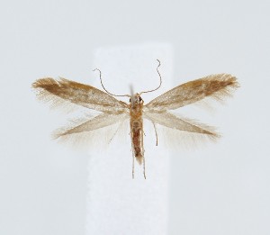  ( - NHMO lep. 202415)  @11 [ ] Copyright (2024) Leif Aarvik University of Oslo, Natural History Museum