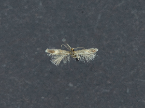  ( - RVO 201912)  @11 [ ] Copyright (2019) Reidar Voith Unspecified