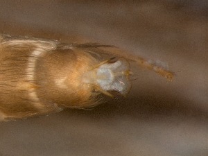  ( - RMNH.5009082)  @11 [ ] CreativeCommons - Attribution Non-Commercial Share-Alike (2018) Unspecified Naturalis Biodiversity Center