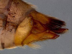  ( - RMNH.5009084)  @11 [ ] CreativeCommons - Attribution Non-Commercial Share-Alike (2018) Unspecified Naturalis Biodiversity Center