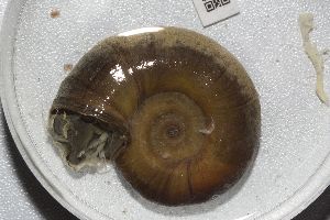  ( - RMNH.5009248)  @11 [ ] CreativeCommons - Attribution Non-Commercial Share-Alike (2018) Unspecified Naturalis Biodiversity Center