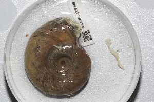  ( - RMNH.5009248)  @11 [ ] CreativeCommons - Attribution Non-Commercial Share-Alike (2018) Unspecified Naturalis Biodiversity Center