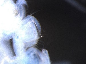  ( - RMNH.5009283)  @11 [ ] CreativeCommons - Attribution Non-Commercial Share-Alike (2018) Unspecified Naturalis Biodiversity Center