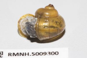  ( - RMNH.5009300)  @11 [ ] CreativeCommons - Attribution Non-Commercial Share-Alike (2018) Unspecified Naturalis Biodiversity Center