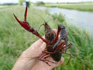  (Procambarus clarkii - RMNH.5012342)  @11 [ ] CreativeCommons - Attribution Non-Commercial Share-Alike (2018) Unspecified Naturalis Biodiversity Center