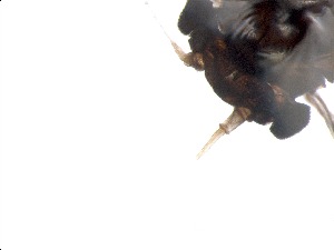  ( - RMNH.5015473)  @11 [ ] CreativeCommons - Attribution Non-Commercial Share-Alike (2018) Unspecified Naturalis Biodiversity Center