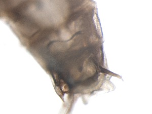  ( - RMNH.5015473)  @11 [ ] CreativeCommons - Attribution Non-Commercial Share-Alike (2018) Unspecified Naturalis Biodiversity Center